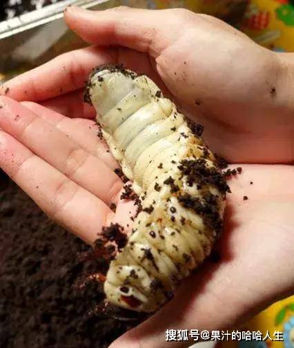 日本独角仙的幼虫,国内看的是美食,日本却当宠物!