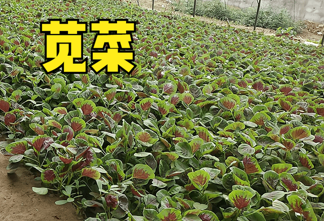 大暑后准备种植苋菜的可以,建议选择白米苋,柳叶苋,红苋等品种,相对