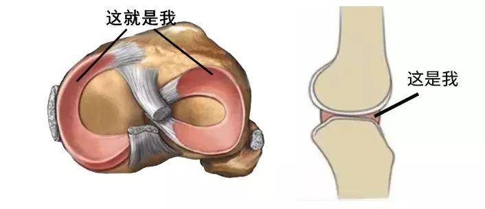 半月板的告白:让我一生守护你的膝盖