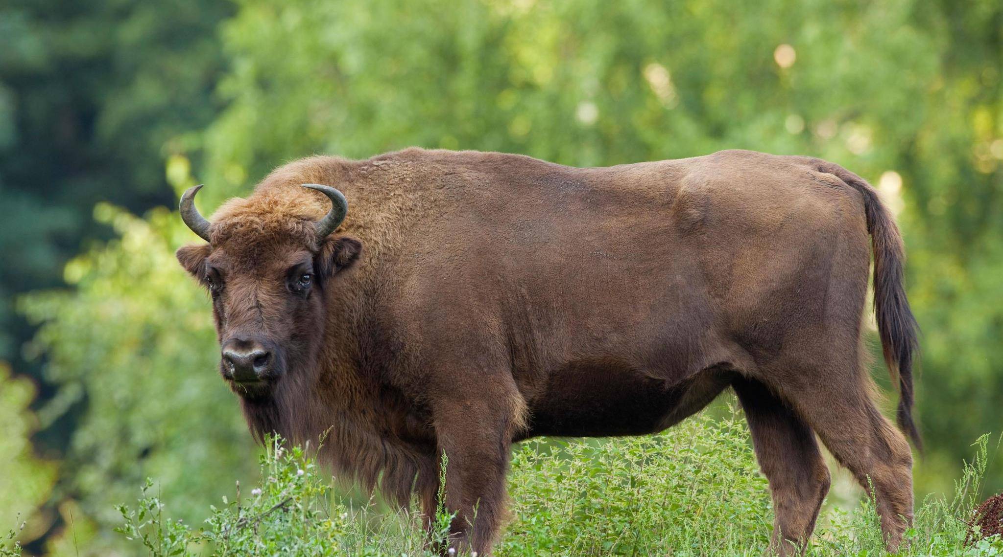 原创物种百科:欧洲野牛