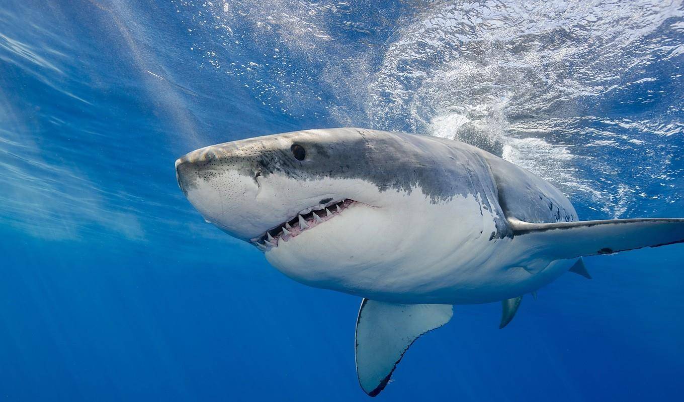 原创海洋里的大吃货,研究发现:大白鲨的饮食结构比之前认为的更复杂