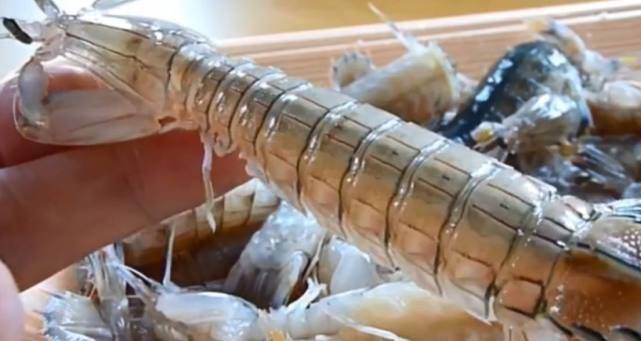 原创泰国发现巨型皮皮虾,体长40厘米,3秒敲开一个贝壳