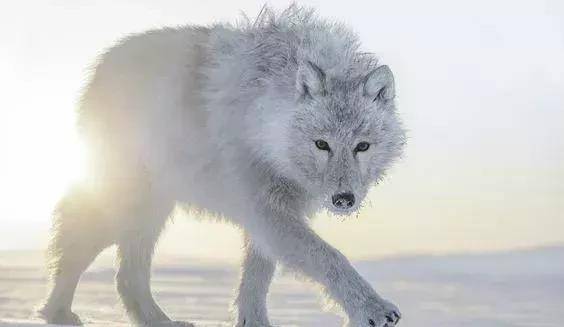 灰狼的亚种-北极狼_哺乳动物