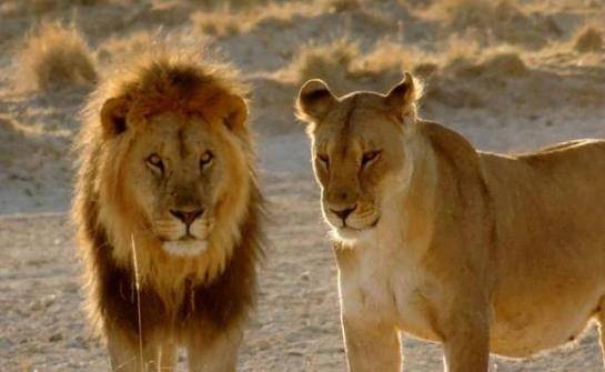 雄狮在打架,旁边的雌狮却在旁观,它为什么不加入战斗?