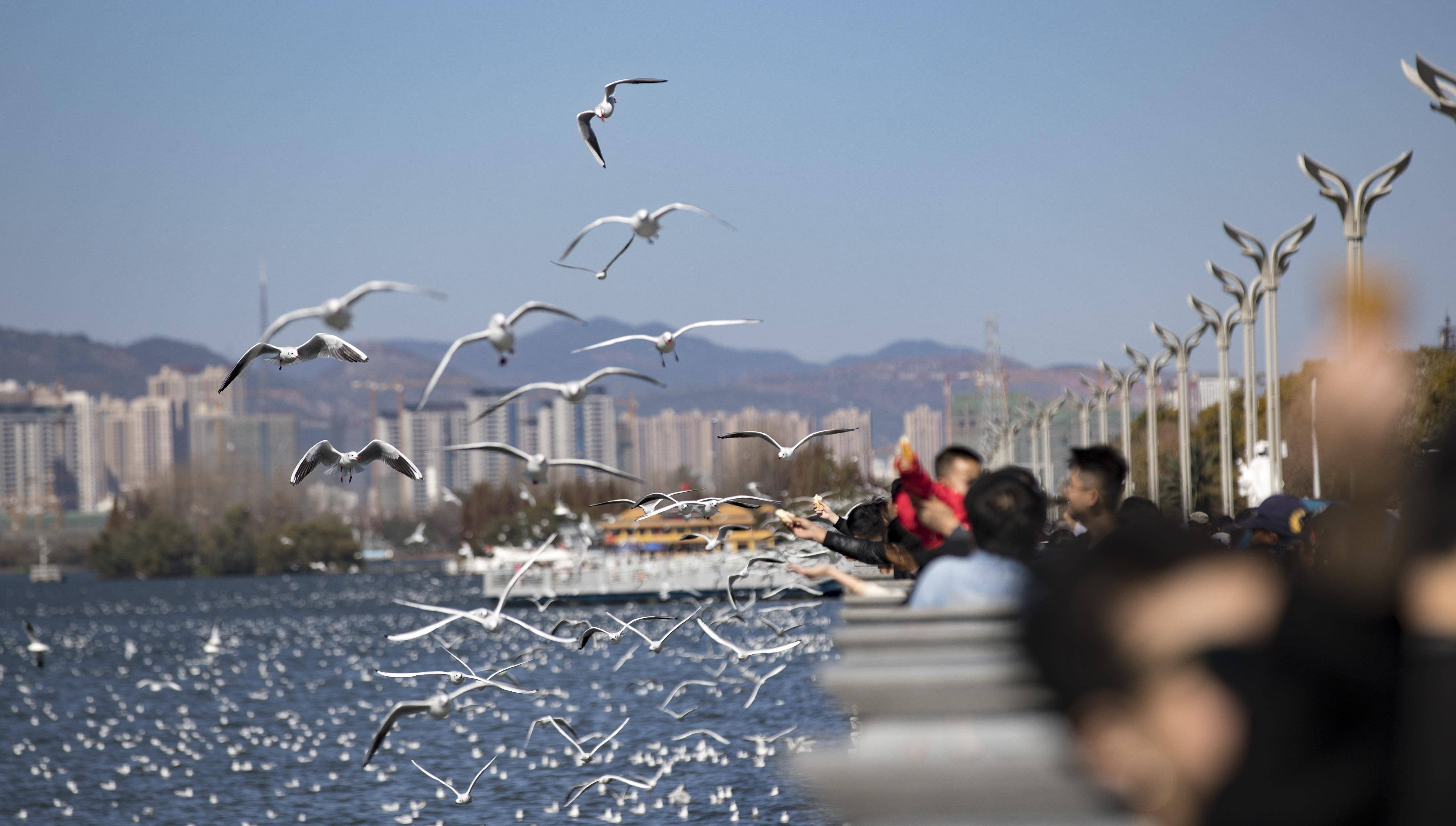 图为,市民在昆明市海埂大坝观赏红嘴鸥.