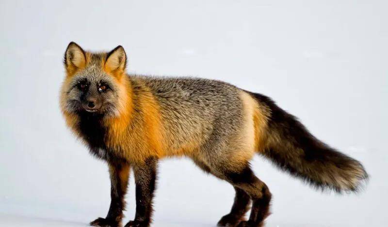 原创世界各地非常漂亮的10种狐狸