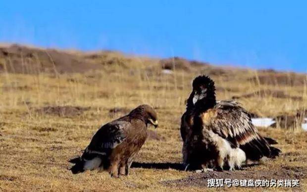 落地的草原雕和胡兀鹫分食食物,和谐对峙却不决斗