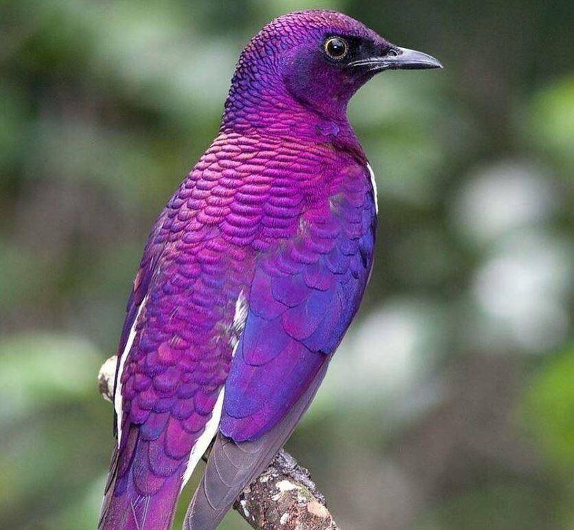 原创超美小鸟被封飞行紫水晶网爆料它有超恶劣个性
