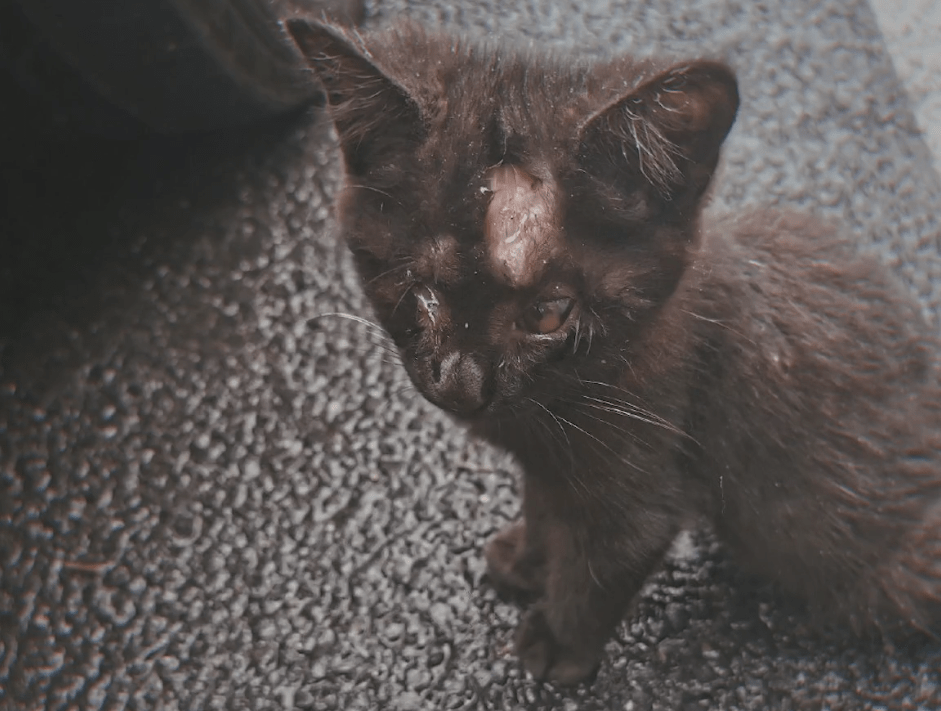 上海:失去头皮失去眼睛,还可能被碾过后腿的流浪猫,对