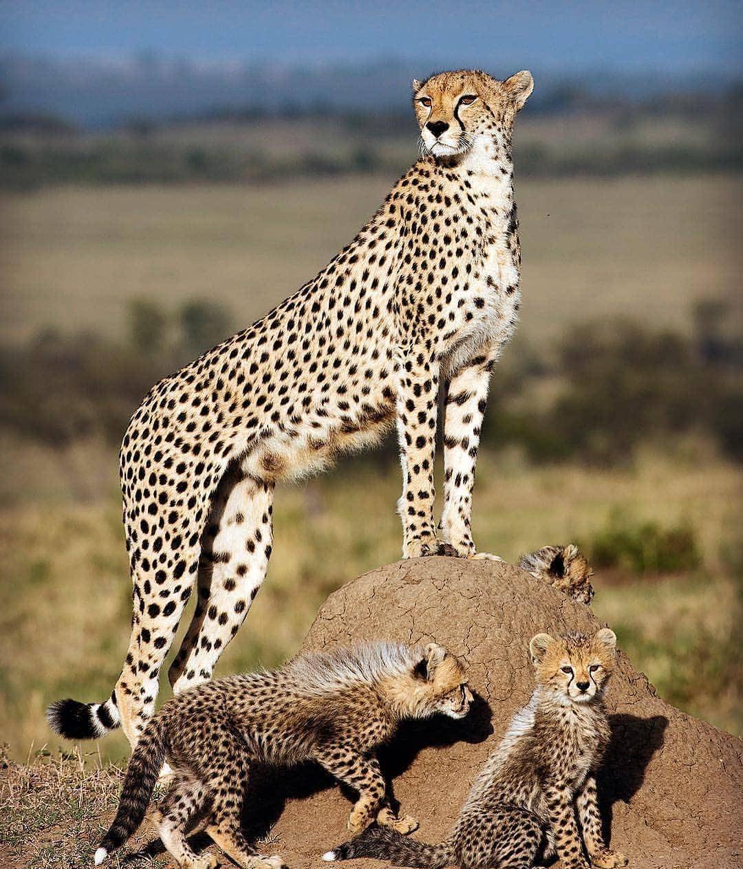 非洲草原上5种顶级猎食动物