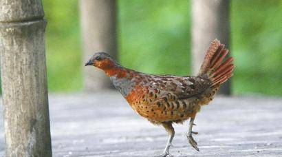 129天1台相机 城市湿地拍到了这些野生动物