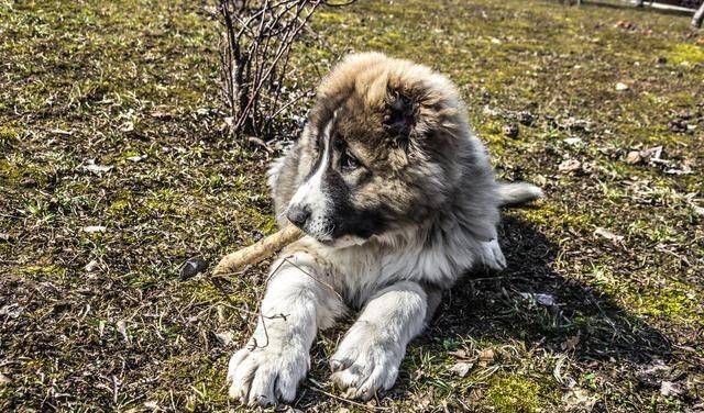 高加索犬比藏獒还要大还要凶猛的犬种