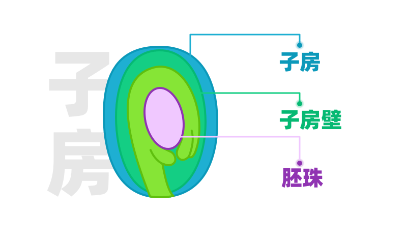 雌蕊:柱头,花柱,子房以及子房里面的胚珠