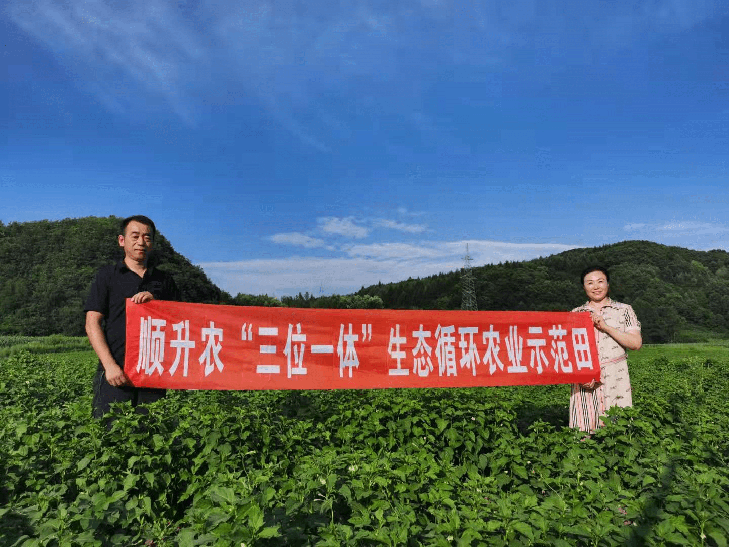 顺升农三位一体生态循环农业示范田扎根白山