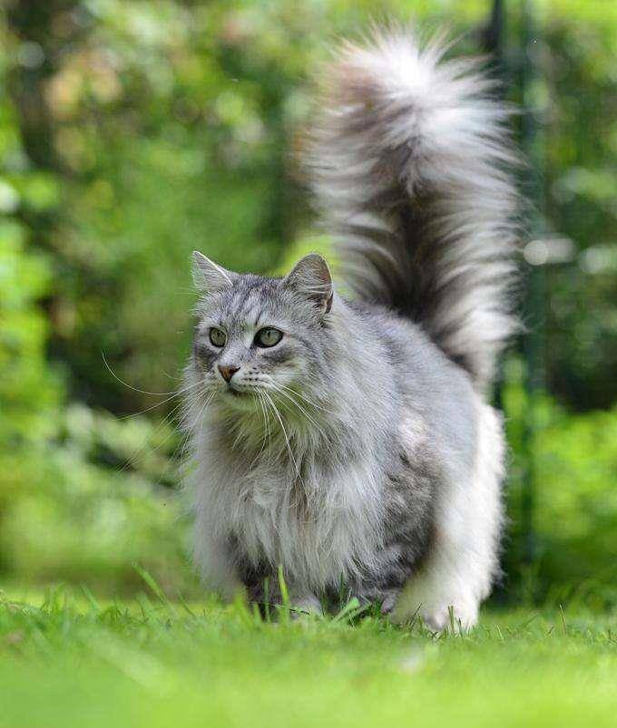 怎么区分西伯利亚猫,挪威森林猫和缅因猫