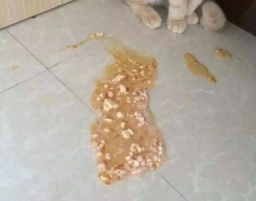 猫咪频繁吐猫粮问题大不大