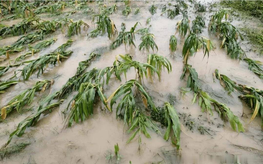 河南暴雨过后,农作物该如何自救,水退后还能补种玉米吗?