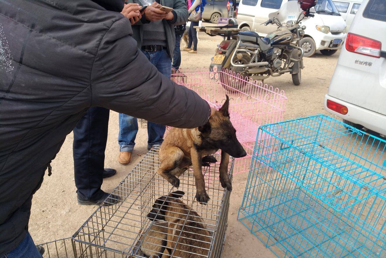 狗市出售马犬的商贩很多 成犬幼犬都有!