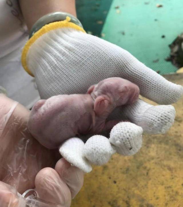 放在手心的宝宝真的好小,这样趴着还真的像个小老鼠宝宝,对吧?
