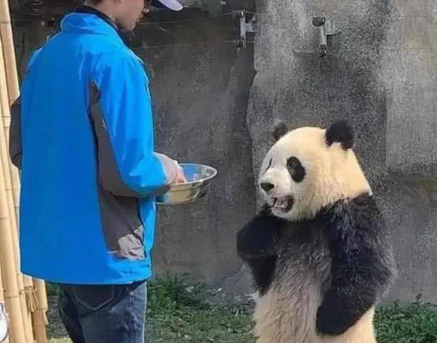 原创为啥大熊猫伤人后,自己会"不吃不喝"?女饲养员无奈说出大实话