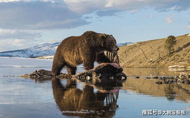 去年,科学家首次在俄罗斯西伯利亚永久冻土层中发现了洞熊的木乃伊