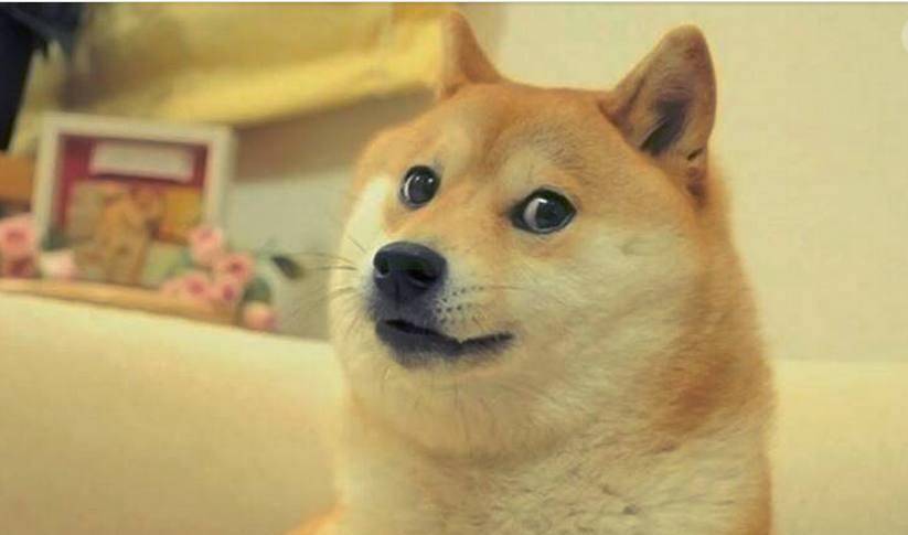 秋田犬跟柴犬不是一个品种!看完不要再尴尬地傻傻分不