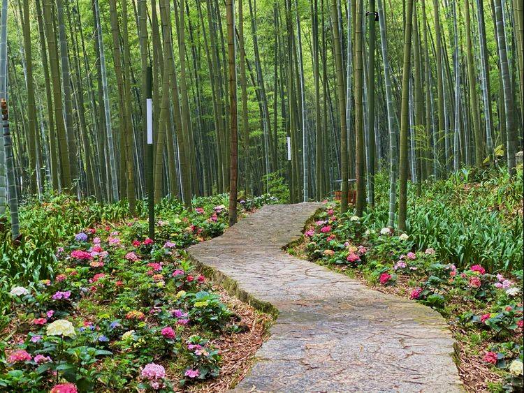 茶竹共生的罕见景观重庆永川茶山竹海