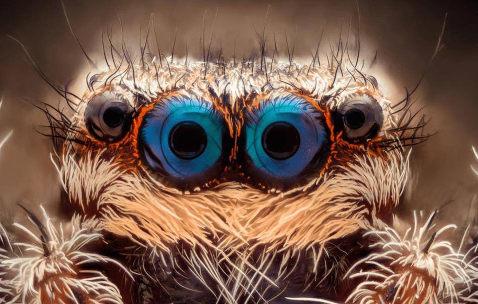 虽然具有8只眼睛,但大多数蜘蛛的视力并不好,部分原因在于它们是织网