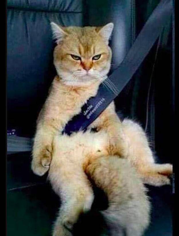 主人给猫咪系上了安全带,它却一脸愤怒:我不应该坐儿童座椅吗?