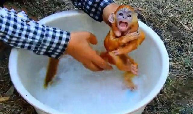 原创主人给小猴子洗澡,猴子以为溺水了,接下来它的举动让人笑喷!