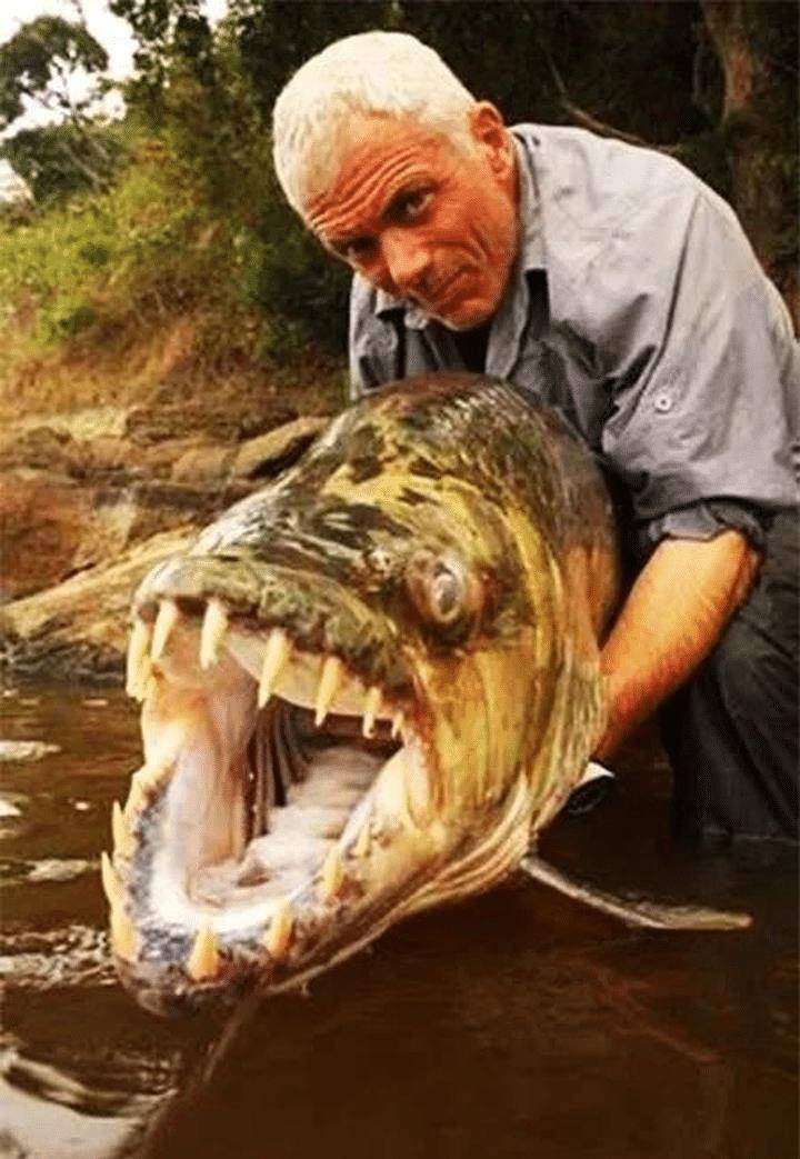 在河中让鳄鱼为之胆寒,在鱼缸里受尽欺负,巨狗脂鲤为何要这样?