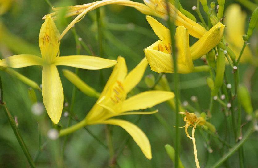 4.新鲜黄花菜