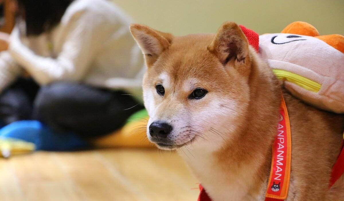在柴犬眼中,这5件事情,就是"挑衅"