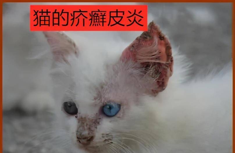 猫咪皮肤病症状大全!最后一个能把人吓晕_疥癣