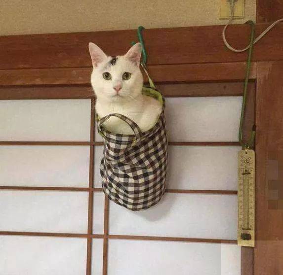 猫咪并不会被铲屎官"打服,反而会越来越"记仇"