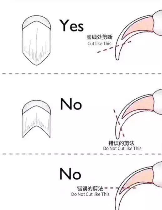 猫咪的血线是什么剪到猫血线要怎么解决