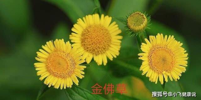 农村最"憋屈"的野草,常被人误认成"野菊花"却比野菊花更珍贵_金佛花