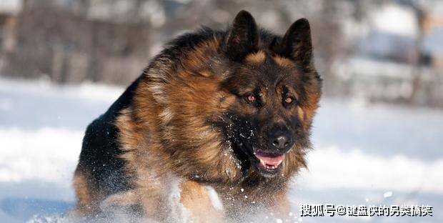 凶猛恶犬排行榜!世界第一恶犬专为格斗而生