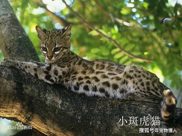 南美林猫,2亚种安第斯山虎猫长尾虎猫,11亚种狞猫属,狞猫,9亚种非洲