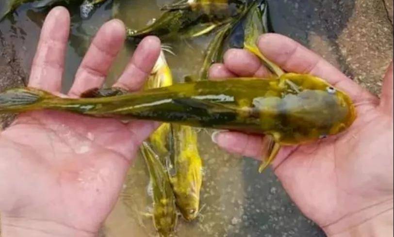 黄颡鱼的寄生虫其实不用杀,可以通过内服加外用乐畅桉树精油驱虫剂