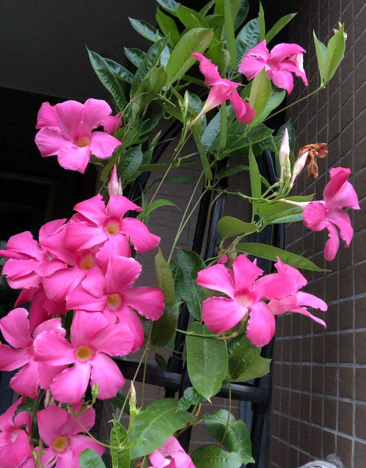 飘香藤怎么养?给点阳光给点肥,除了冬天,月月都能开花