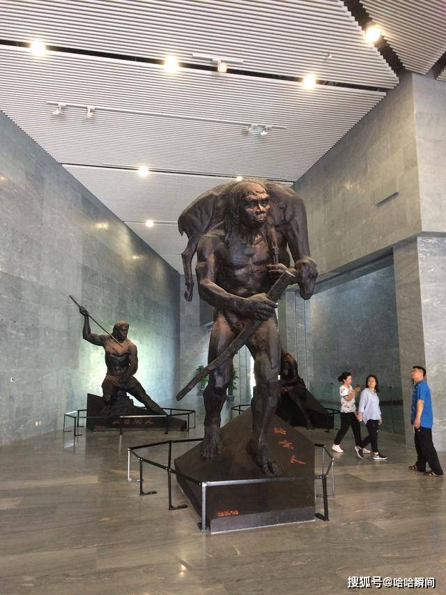 北京猿人是猿和人的过渡物种吗?猿人和直立人有什么关系?
