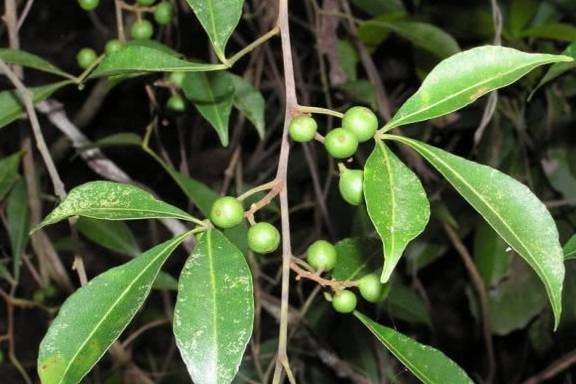 这种植物长得真奇葩,四五米长的根茎全是刺,其实是一味好药材