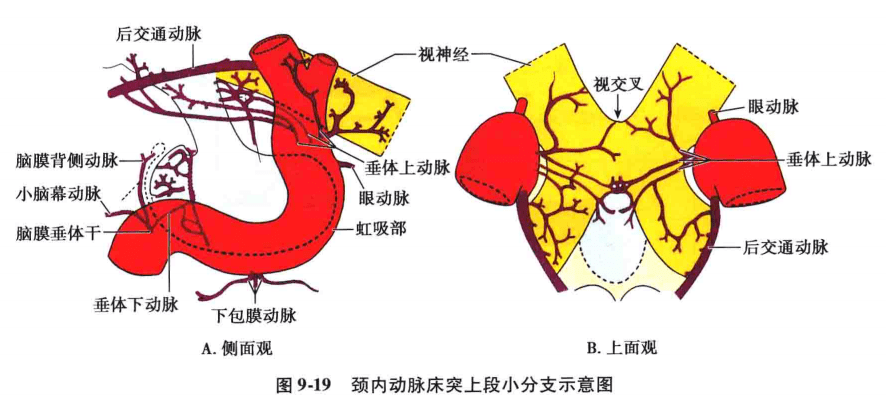 中枢神经系统疾病定位诊断图解脑血管非常详细值得收藏