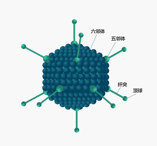 【维真生物-病毒包装服务】腺病毒包装_原理步骤_腺病毒载体构建过程
