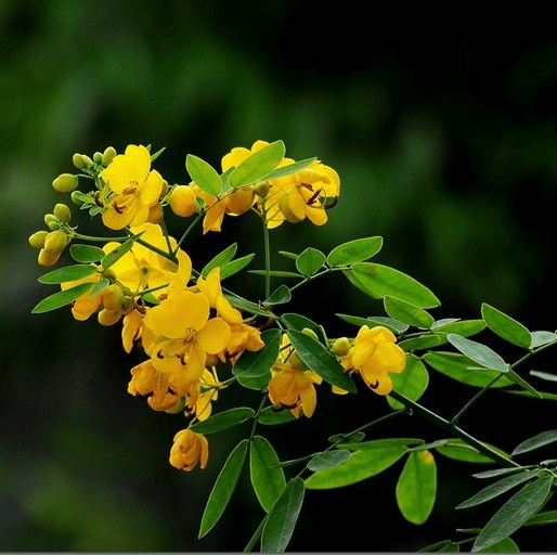 清肝明目,润肠通便良药—决明子