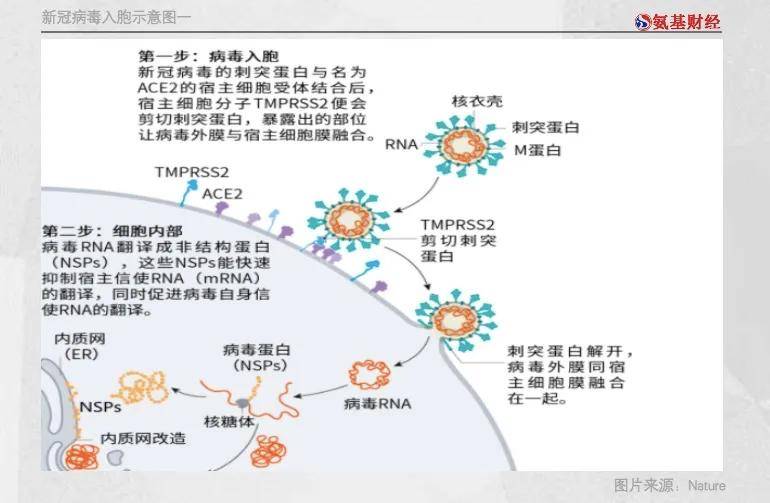 新冠疫苗战争前有德尔塔后有拉姆达病毒持续突变谁将胜出