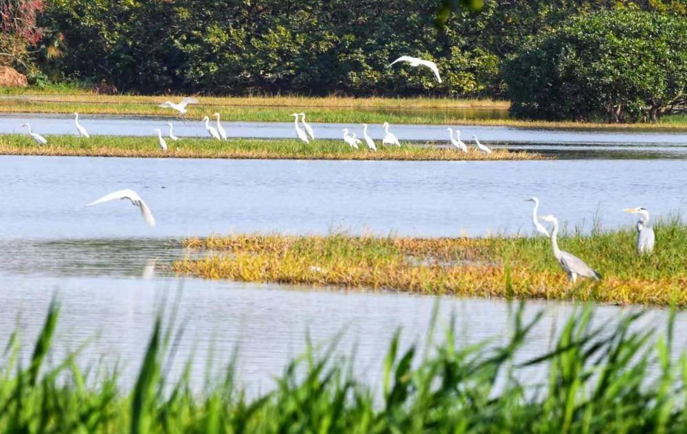 去南沙观鸟,广东进入最佳观鸟季_湿地