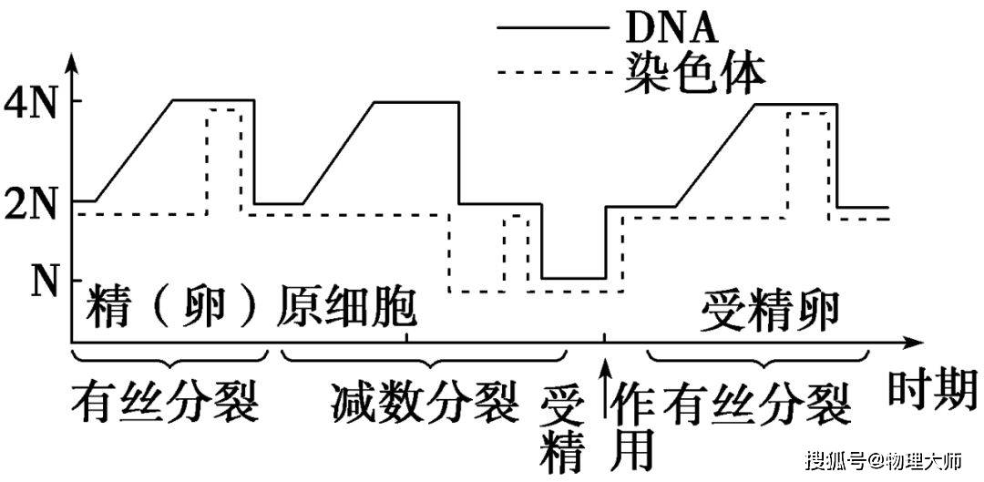 高中生物知识点细胞的生命历程减数分裂和受精作用