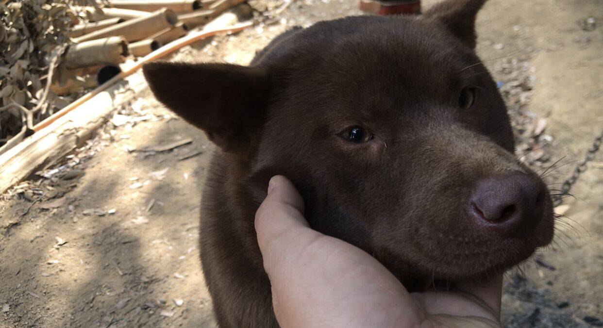 带你了解中华田园犬之山牛红一种少为人知的土狗属稀有品系